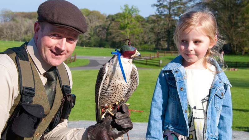 Falconry in West of Ireland
