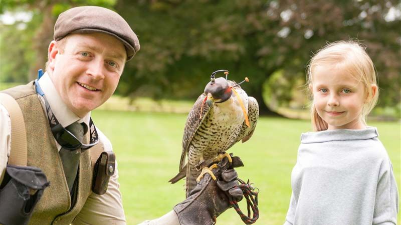 Falconry Attractions in Mayo