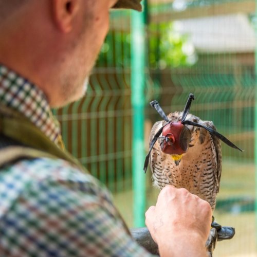 Falconry at Mount Falcon