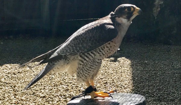 Peregrine falcon