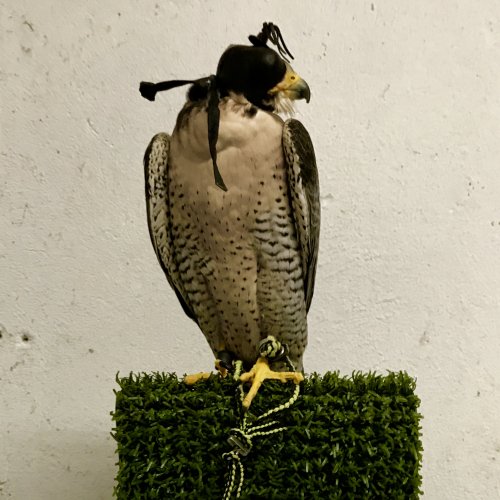 Peregrine falcon