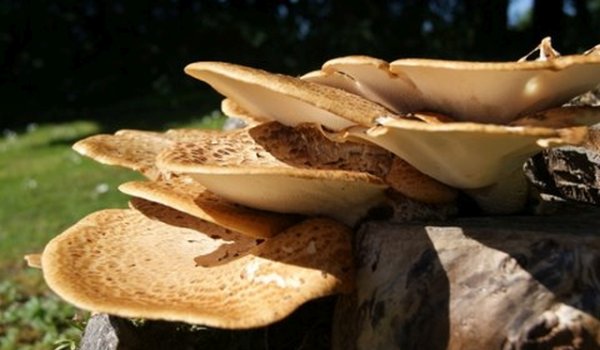Fungi Hunting at Mount Falcon Estate