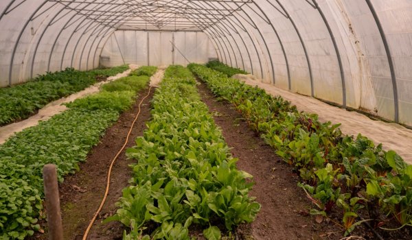 March at The Kitchen Garden