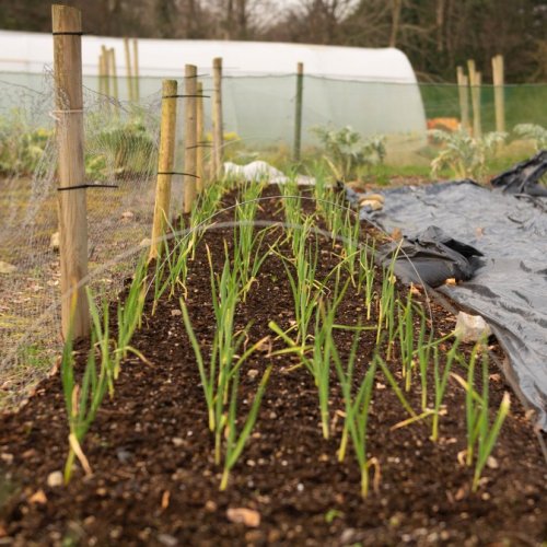 March at The Kitchen Garden