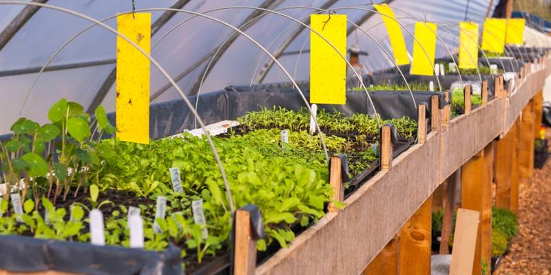 September in The Kitchen Garden